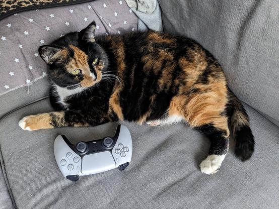 calico cat looking right in front of a ps5 game controller, on a gray couch.
Her eyes looking on the right. Her cat nose is white, black and orange. She has a white spot on her neck. The metal zone pedal is black with red font