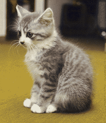 Cat Felidae Carnivore Small to medium-sized cats Whiskers Rectangle Tail Snout Domestic short-haired cat Paw
