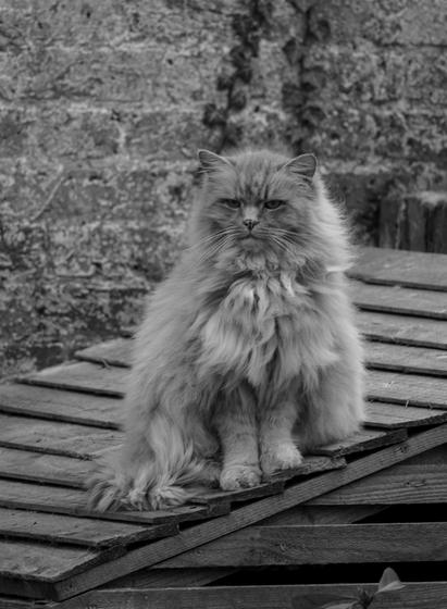 Black and white photo of a very fluffy cat staring indirectly towards the camera, sitting on the roof of a shed.