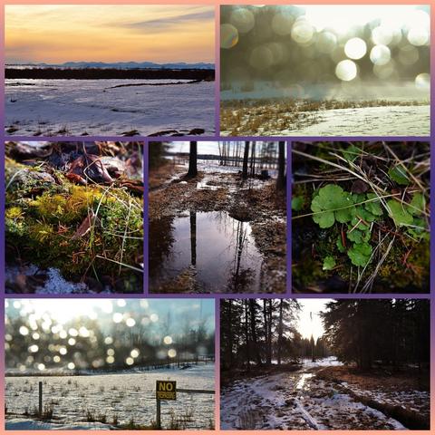 Photo collage in 7 panels: 3 not quite square portrait mode across the middle, 2 landscape format each, across top and bottom. top left a blue-violet snowy pasture  with dark dense line of low willows across middle, then a hint of more snow, blue mountains in distance with pastel orange/gold sky above. Right a glimpose of brown clumps of grazed grass beside snow with more snow behind and woodland obscured by circles of light and gold made by sun through frost/drops of water on car window.
Centre left a bit of old fallen wood on forest floor with some snow beside and dried leaves, it's covered n moss and lichens along with spruce needles and a few strands of grass. centre-  sepia and pewter: a melt puddle dark from the soil beneath and reflecting grey-blue sky and tree trunks that we can see beyond. Right a patch of quite bright green slightly leathery scalloped leaves grow out of moss with several dry grass blades fallen across .
Bottom left- more circles of light from frost on car window, this time tiny and many covering trees across a snowy pasture with a wire and post fence in front, with a black sign with yellow letters proclaiming "No trespassing". right A cleared way through mixed woods, the modest covering of snow half melted-bare red-brown grass under the trees- and pitted with tracks of me, my wood sled and wild animals. Ahead, the lowering sun shines through the gap in the woods, its light dissolving the middle of a half seen standing dead tree trunk.