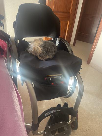 Un pequeño perro hecho una bolita enroscado durmiendo encima de una silla de ruedas entre los rayos de sol