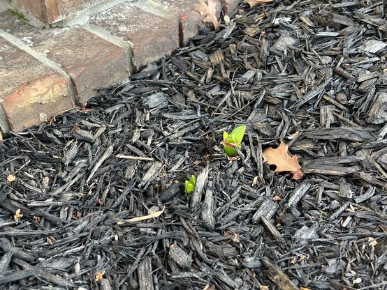 The green tips of two small bulb flowers showing in the midst of black mulch. You see the brick of the front porch at the top edge of the photo.