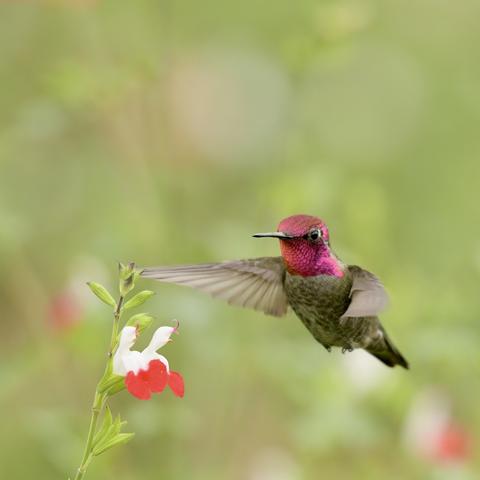 Male Anna’s hummingbird approaches a salvia hot lips flower with its wings stretched out and its magenta gorget shining