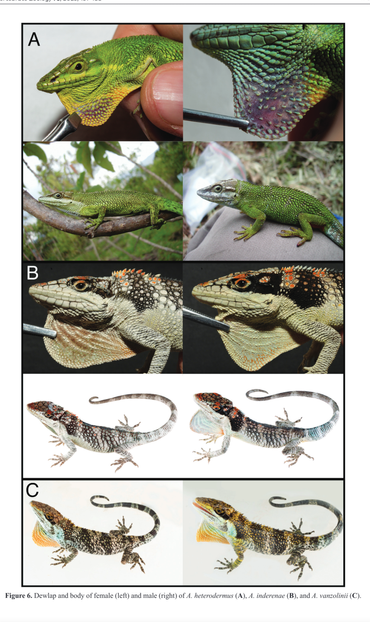 Vertebrate Zoology 73, 2023, 161–188 173
Figure 6. Dewlap and body of female (left) and male (right) of A. heterodermus (A), A. inderenae (B), and A. vanzoli