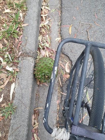 Looking down from a bicycle at a medium sized bunya cone lying in the gutter on the road