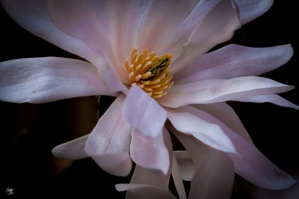 White magnolia