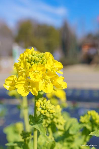 菜の花さん咲き始めました♪
春の足音が聞こえてきます(^^♪