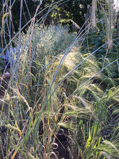 Three different grains growing near one another (not really a maslin). The plants are a few weeks from harvest, all shining in the sun. Foreground: winter rye
Right: barley
Left: oats
