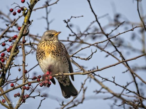Fieldfare sat in a tree with berries - www.vickyoutenphotography.com