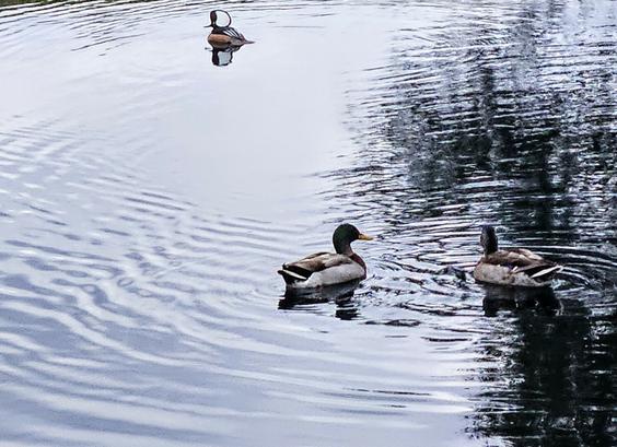 Three male ducks circle a small local pond, two mallards with their iconic green heads, and one hooded merganser with large black and white ornamental head feathers.