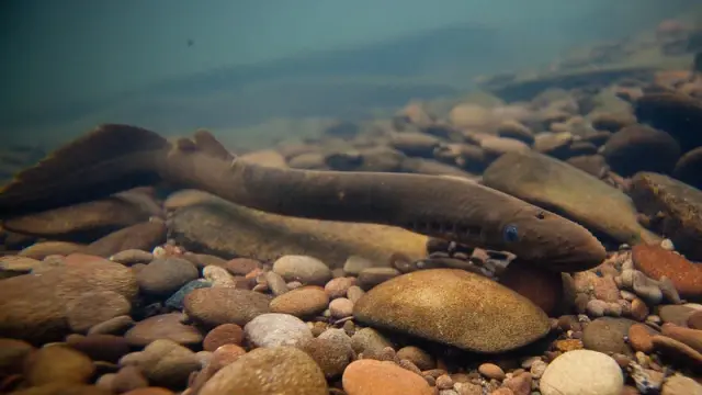underwater photo of a lamprey - an eel-like fish
