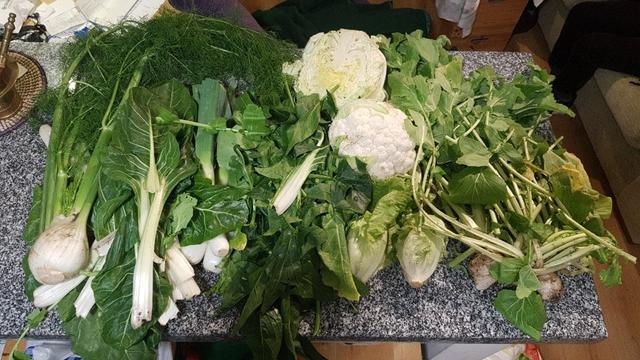 Contenido de la  cesta de la semana sobre una mesa, con hinojo, acelgas verdes, puerros, espinacas, medio repollo, una coliflor, dos lechugas pequeñas y unos nabos.