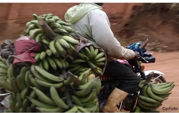 Motorciklo transportanta kuirbananojn, foto de Umbo Salama (ici Congo)