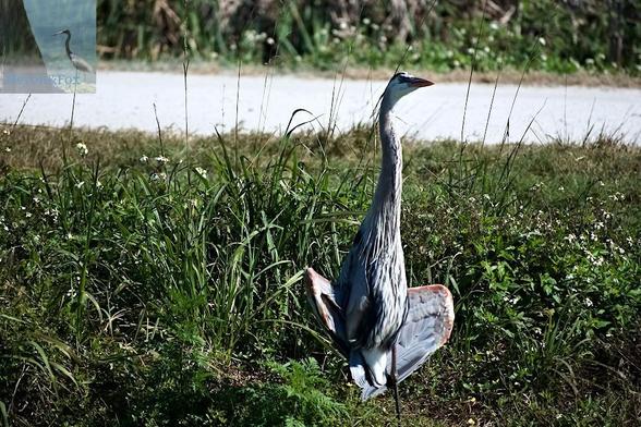 A photograph of a tall bird with bluish gray feathers, standing tall on yellow legs and a long neck standing in a patch of green vegetation. The bird is near the center of the frame and is holding its wings partly open.