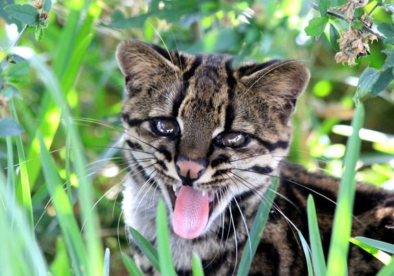 photo - tigercat Leopardus tigrinus