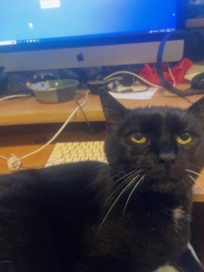A black cat looks up at me from my lap expectantly. She has log white whiskers and yellow eyes. Behind her is my keyboard tray, and small keyboard, a measu desk in front of a large iMac with the familiar blue desktop of Windows