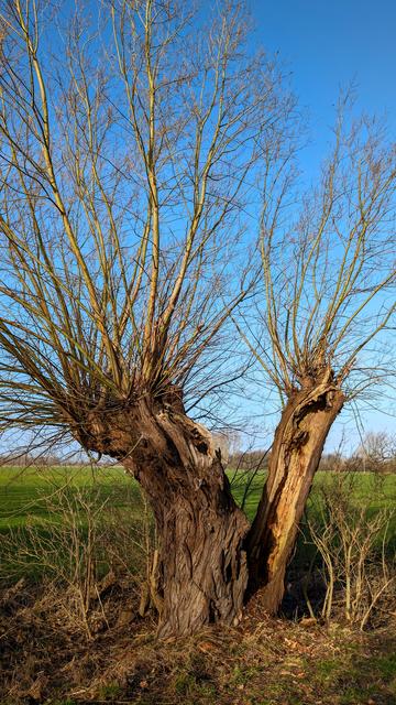An einem Feldrand steht eine Kopfweide, deren hohler Stamm in zwei Teile gespalten ist. Die Äste sind kahl. Blauer Himmel.