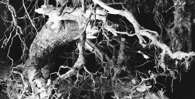 A black and white photography of a tree root detail.