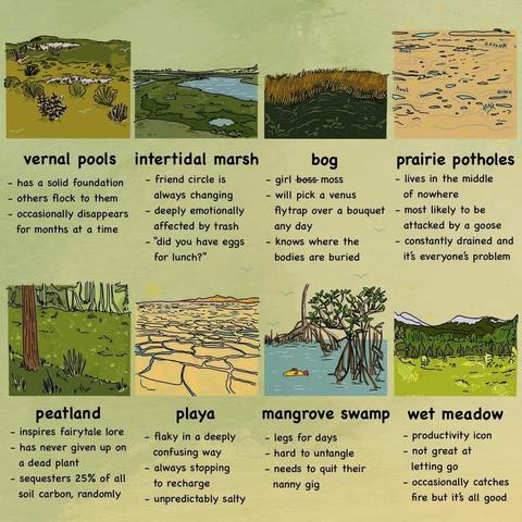Vernal pools:
has a solid foundation
others flock to them
occasionally disappears for months at a time

intertidal marsh:
friend circle is always changing
deeply emotionally affected by trash
"did you have eggs for lunch"

bog
girl moss
will pick a venus flytrap over a bouquet any day
knows where the bodies are buried

prairie potholes
lives in the middle of nowhwere 
most likely to be attacked by a goose
constantly drained and it's everyone's problem

peatland
inspires fairytale lore
has never given up on a dead plant
sequesters 25% of all soil carbon, randomly

playa
flaky in a deeply confusing way
always stopping to recharge
unpredictably salty

mangrove swamp
legs for days
hard to untangle
needs to quit their nanny gig

wet meadow
productivity icon
not great at letting go