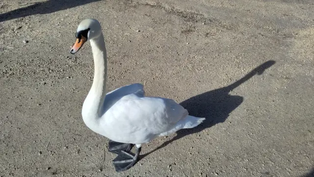 Swan in the sun with its shadow