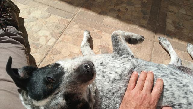 Perrito y humano en el suelo, en un patio exterior a la luz del día. El perrito relajado gira la cabeza con los ojos semiabiertos  hacia el humano que lo está acariciando