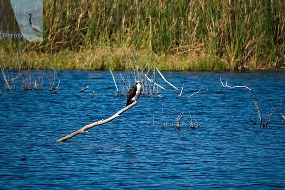 An outdoor, daylight photograph of a bird with white feathers on its body and brown feathers on its wings and white feathers on its body. It is perched on a dead limb that rises from a calm pond of blue water, with more limbs and dense grass behind it.