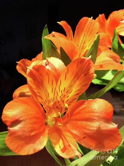 Alstromeria, also known as the Peruvian lily or Inca lily, is a beautiful flower native to far-off Peru, as the name implies. The beautiful petals of the buds are multicolored, with purple lines per se. Alstromeria carries the symbolism of a long-standing friendship, so it is very appropriate as a gift to your girlfriends or to celebrate the anniversary of friendship.
The flower consists of six petals, each of which has its own meaning. These are: understanding, humor, patience, empathy, energy, respect. A truly beautiful flower with great meaning.
