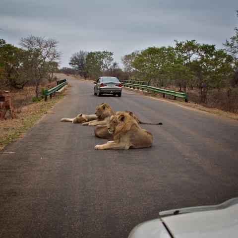 Three lions resting on a road with a car stopped nearby and another part of a vehicle in the foreground.