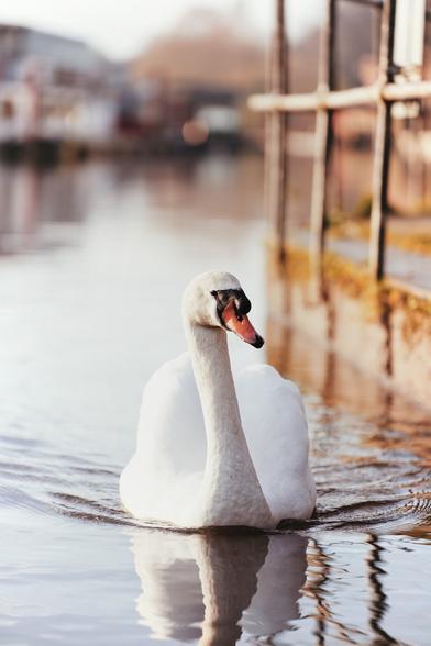 Down at the river in Chester and got this amazing shot of this swan. It was trying to come over to eat my camera, literally. But I cannot deny it looked gorgeous while doing so.