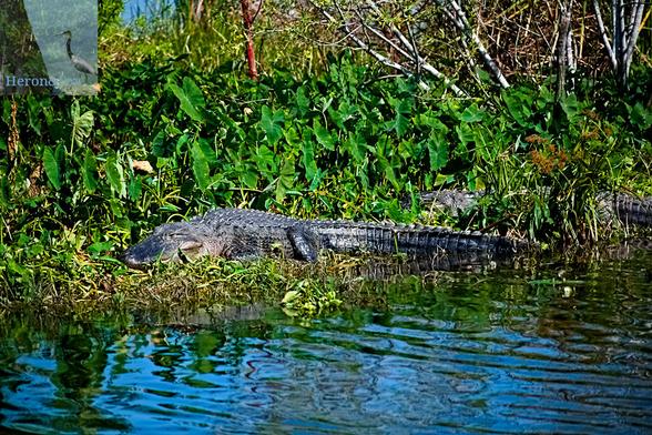 An outdoor, daylight photograph of two alligators lying on the shore of a pond in a marshy area. The nearer alligator is facing toward the camera and the second is facing away. Behind them both is a dense area of green foliage.