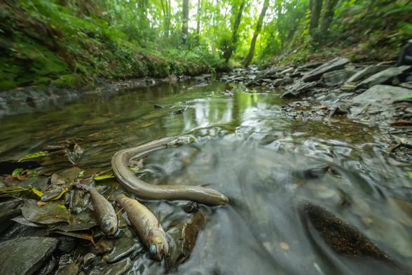 photo - dead fish and eels in a polluted English stream