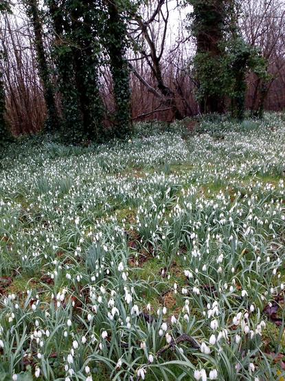 A bed of snowdrops. White heads and pale green stems carpet the foreground. Trees fill the background.