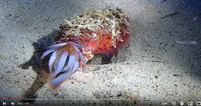 Still from video, showing cuttlefish opening its tentacles to capture a fish.