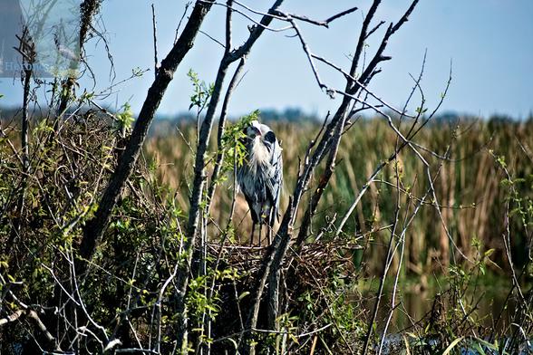 A photograph of a bird with bluish gray feathers sitting in a twig nest in a patch of tree limbs, with green and brown grass behind it.