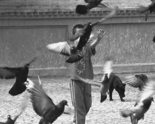 Kid scaring some doves, that fly up. You can't see the face of the kid, since a dove is covering it. There is also a dog in the background.