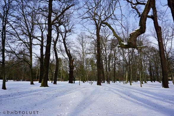 Ein Farbfoto, auf dem Bäume im Großen Garten zu Dresden zu sehen sind. Der Boden ist bedeckt mit Schnee. Die Bäume werfen Schatten.