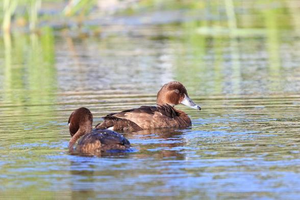 A pair of Hardheads swimming on the lake, the female is looking back towards the camera. Both are a chestnut colour, and she has brown eyes.