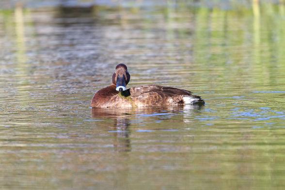 The classic dog-faced duck bill - face on shot of the male Hardhead.