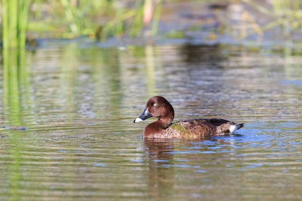 The male Hardhead. A chestnut coloured duck with a dark bill, white eye, and white patch at the end of the bill.