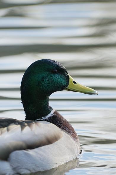 Zoomed in photo of a duck on the river.