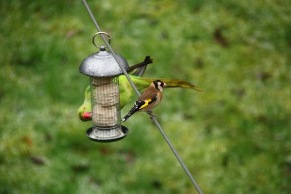 A #goldfinch patiently waiting until the #ringneckedparakeet has had its fill. Bit hazy because it's quite dark with the icy sleet coming down. https://www.rspb.org.uk/birds-and-wildlife/ring-necked-parakeet