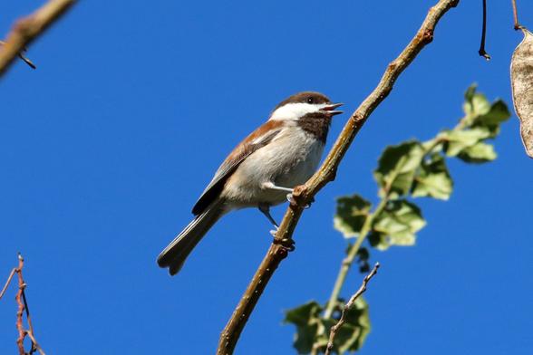 A chestnut backed chickadee — a small white songbird with a brown back, brown cap, black throat, and striated black and white wings — sings while perched on a thin tree branch.