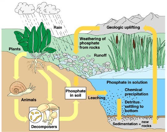Cycle du phosphate