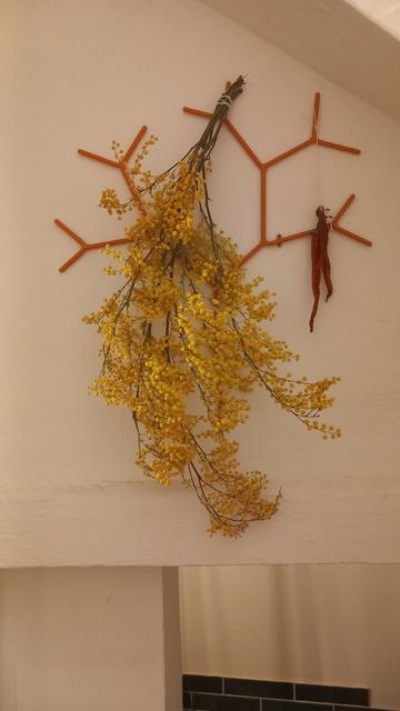 Mimosa effeuillé accroché à une déco murale tête en bas pour sécher