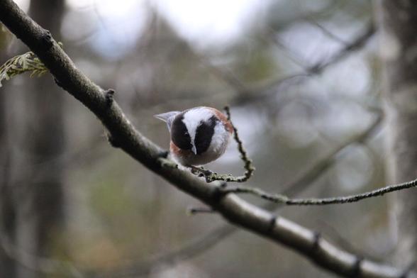 A #chestnutbackedchickadee contorting its neck in an impossible angle to get a better look. #stanleypark #birdphotography #nature #wildlife
