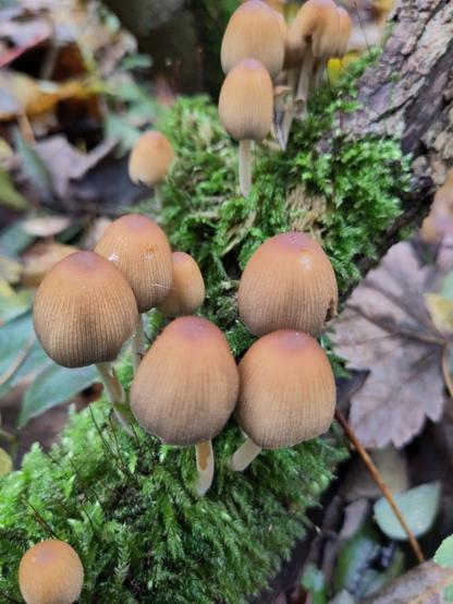 The picture shows a group of mushrooms on a moss-covered branch in the undergrowth of a forest.