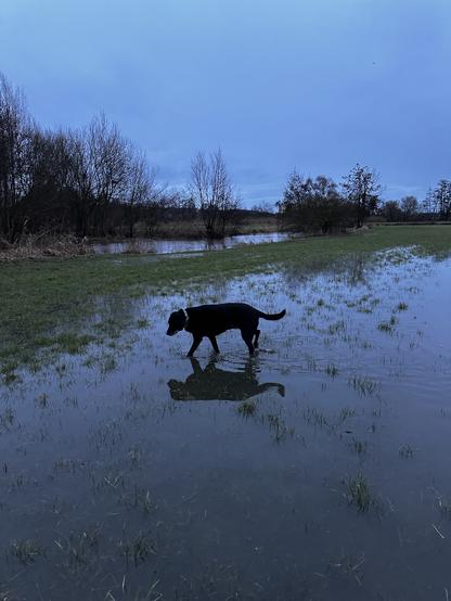 Schwarze Hündin im überschwemmten Wiesengrund