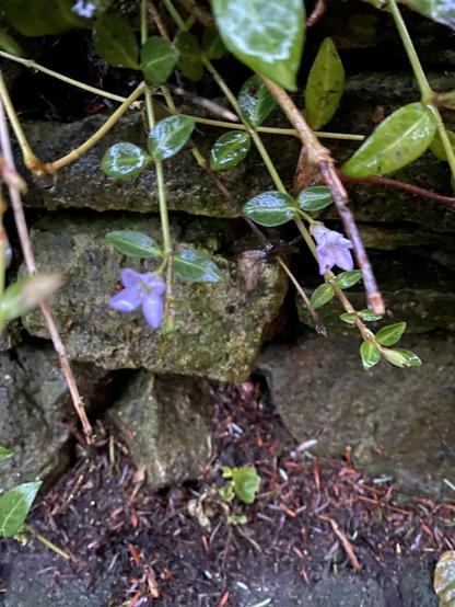 Blaue Immergrün-Blüte am Mäuerchen