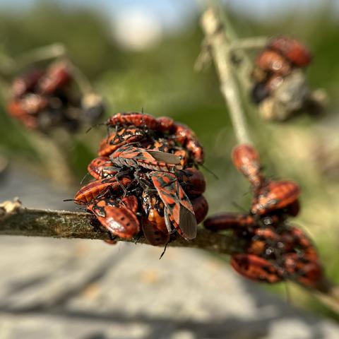 Grouping of seed bugs (Sphilotethus pandurus) seems to make a scrum as in a rugby field game.