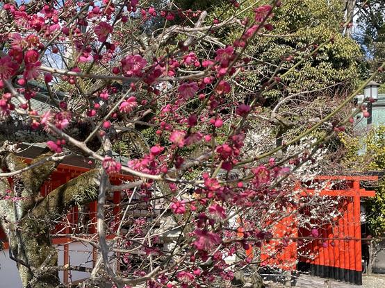 Dark pink and white plum blossoms, and a row of vermillion torii gates in the lower right.